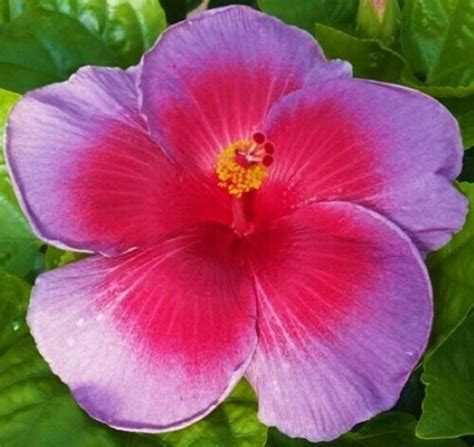 Bodacious Burgundy Hibiscus Plant Rooted Tropical Hibiscus Etsy