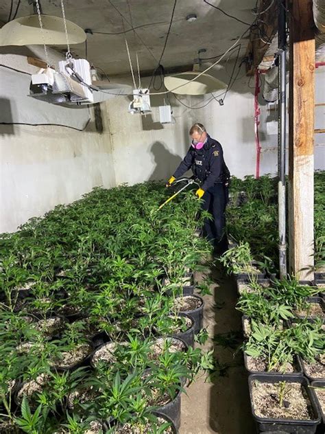 Early Morning Fire Leads To Illegal Cannabis Grow Operation Seizure