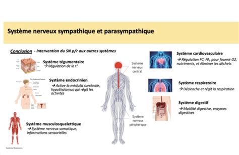 Partie 4 Le système nerveux sympathique et parasympathique Cartes