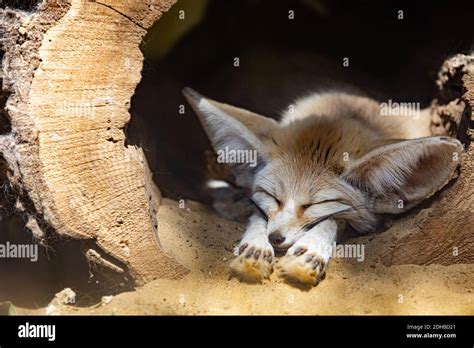 Cute animal wildlife portrait. Fennec fox or desert fox sleeping ...