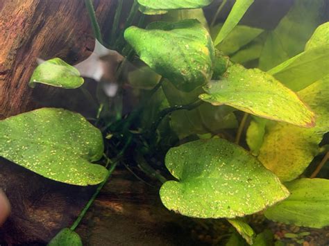 Whats Wrong With My Anubias Nutrient Deficiency More In Comments R