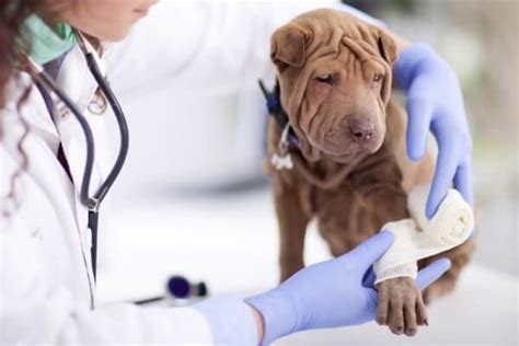 Raza Shar Pei Características y Carácter CurioSfera Animales