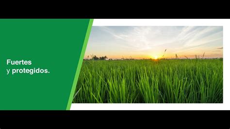 Antracol® Agro Bayer | Costa Rica - YouTube