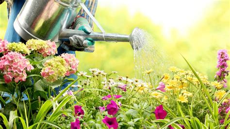 Gu A Para Regar Tus Plantas C Mo Detectar Si Te Est S Quedando Corto