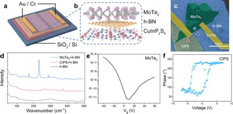 Asymmetric Two Dimensional Ferroelectric Transistor With Anti Ambipolar