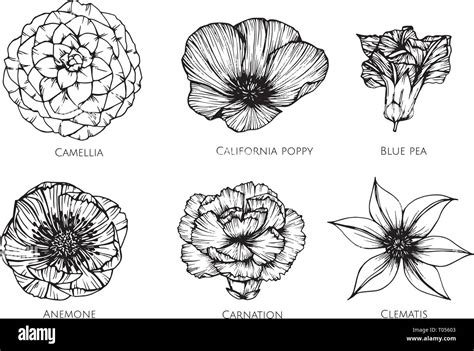 Collection Set Of Flower Drawing Illustration For Pattern Logo