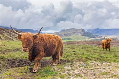 One Area In Scotland Crowned Best Place To Go Wildlife Spotting With