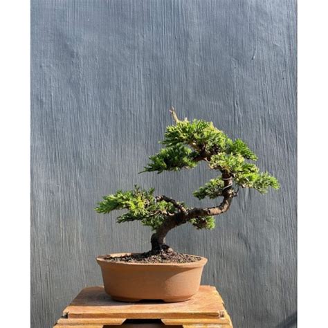 Jual Bonsai Cemara Buaya Juniperus Chinensis Program Siap Pajang