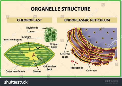 Cell Organelles Structure Chloroplast And Royalty Free Stock Vector