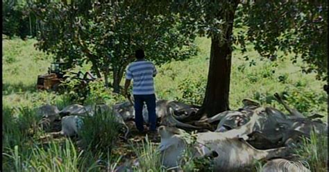 G1 Raio Cai Em Fazenda E Mata 36 Cabeças De Gado Em Minaçu Goiás