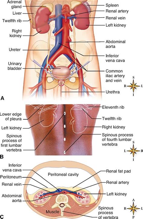 Figure Anatomy Of The Female PDQ Cancer Information 54 OFF