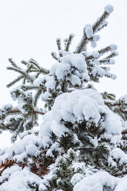 Bosque De Invierno Pinos Y Abedules Cubiertos De Nieve Foto Premium