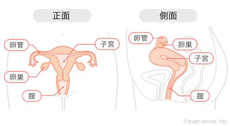 コンプリート！ 妊娠 子宮の位置 177289 妊娠 子宮の位置 変化