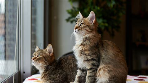 Обои коты, окно на рабочий стол