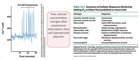 Genetics Signaling By Calcium Gated Receptors Pathway Crosstalk Lecture 6 Flashcards Quizlet