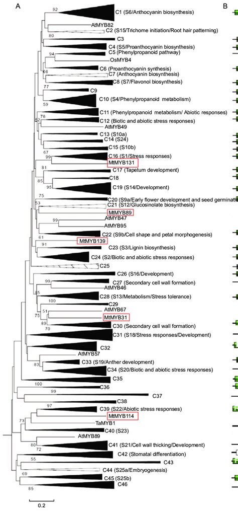 Phylogenetic Tree And Subgroup Designations Of The R R Myb Proteins