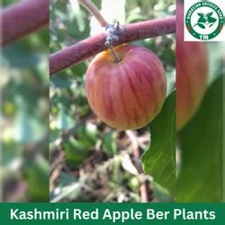 Full Sun Exposure Kashmiri Red Apple Ber Plants For Fruits At Rs