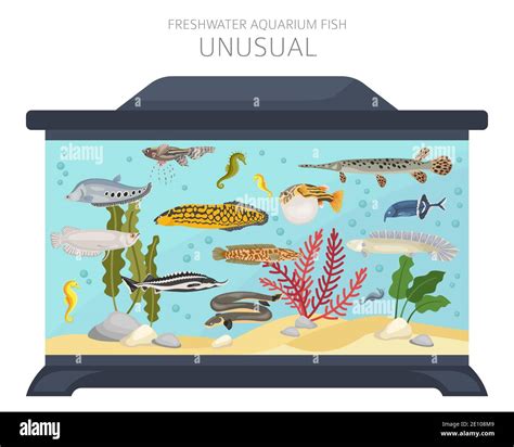 Unusual Fish Freshwater Aquarium Fish Icon Set Flat Style Isolated On