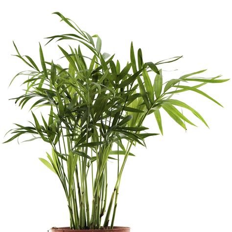 Bamboo Palm Ultimate Plant Care And Growing Guide Gardening Know How