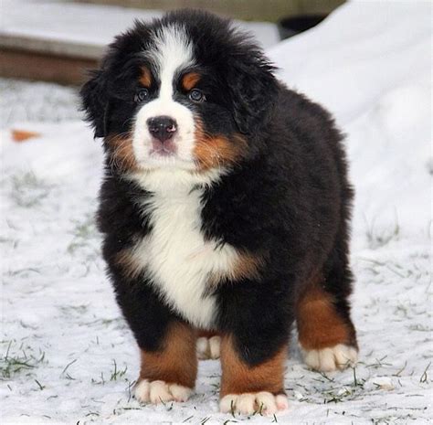 Pin By Bumps On Bernese Mountain Dogs Beautiful Dogs Cute Dogs Baby