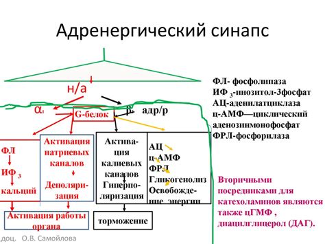 Вегетативная нервная система - презентация онлайн