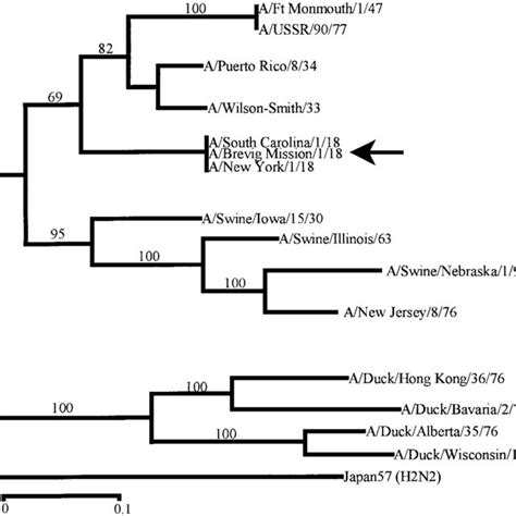 Phylogenetic Analysis Of Influenza A Hemagglutinin Genes The Tree Was