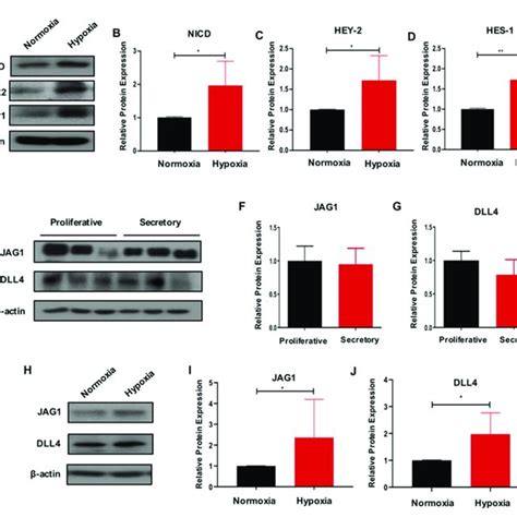 Hypoxia Activates Notch Signaling In EMSC And Upregulates Notch Ligands