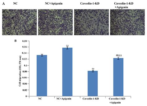 Effect Of Apigenin And Caveolin Silencing On Human Umbilical Vein