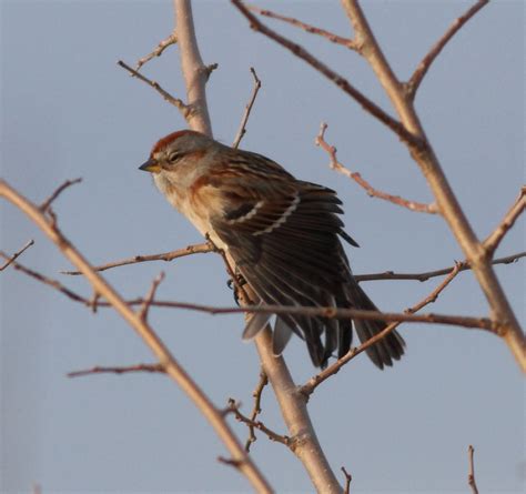 Judge, Jury, and Exhibitioner: Birds of Iowa: December 2011