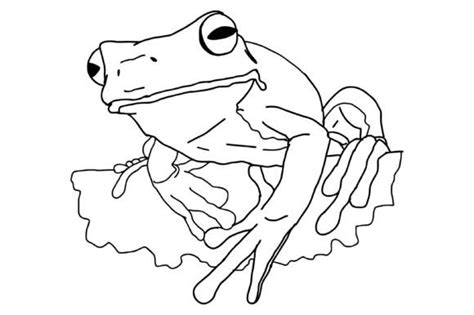 White Lipped Tree Frog Line Art Graphic By Arief Sapta Adjie Creative