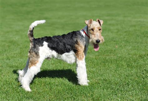 Wire Fox Terrier Dog Breed Information And Characteristics Furlyfe