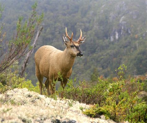 Huemul Deer, Native to Patagonia : somewhere off the southern Careterra Austral, Chilean ...