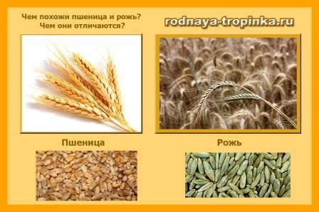 Проект "Злаковые культуры" для детей старшего дошкольного возраста