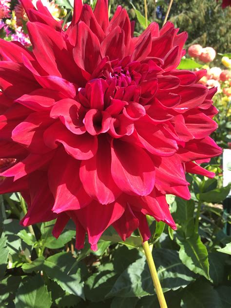 Ac David — Whidbey Dahlias