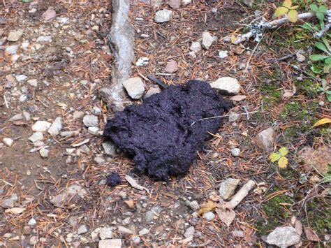 Bear Scat Evidence Of A Good Sized Bear Nearby On A Trai Flickr