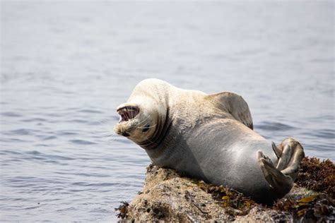 Laughing Seal Colony Etsy