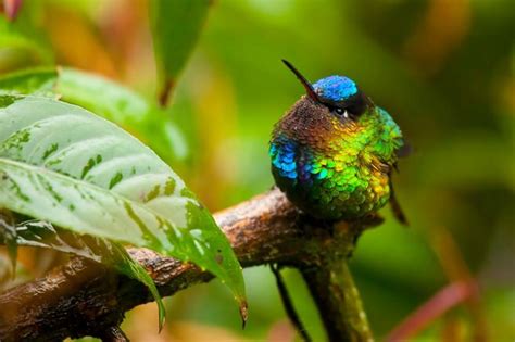 Fotografias Em Close De Beija Flores Que Revelam Sua Beleza Incr Vel