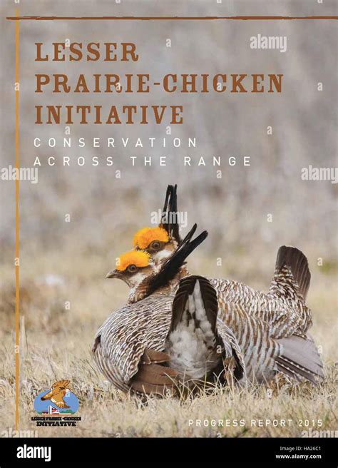 Lesser prairie chicken conservation hi-res stock photography and images ...