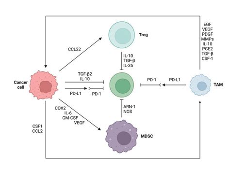 Immunosuppressive Tumor Microenvironment In Anti PD 1 PD L1 Therapy