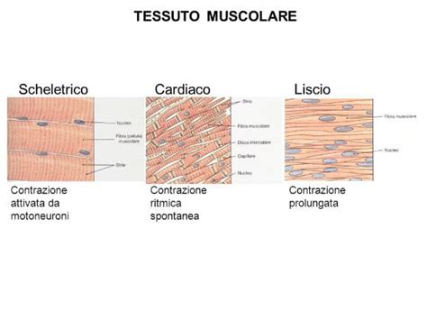 Contrazione Muscolare Cos è Come Avviene Myprotein It