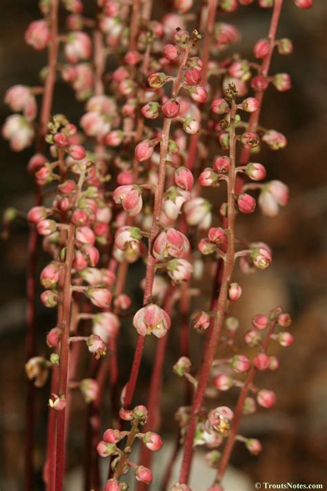 Pyrola asarifolia subsp. bracteata – Trout's Notes