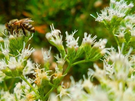 Nectar Gathering Smithsonian Photo Contest Smithsonian Magazine