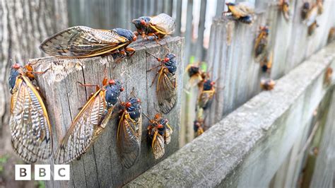 Why 2024s Cicada Emergence Is So Rare Bbc Global Youtube