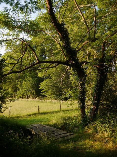 Summer Walk Forest Aesthetic Mood Inspo Green Spring