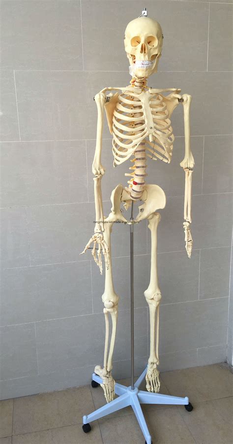 Life Size Human Skeleton Medical Anatomical Skeleton Model Skeleton