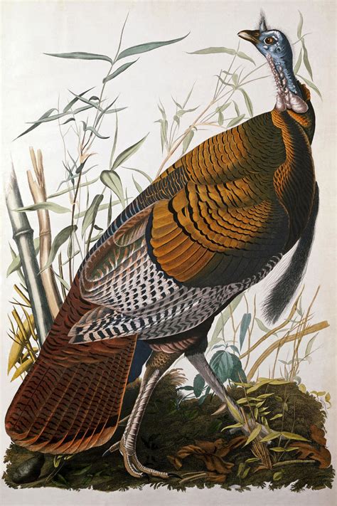 Wild Turkey Meleagris Gallopavo 1827 1838 By John James Audubon