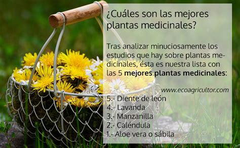 Cuáles son las mejores plantas medicinales