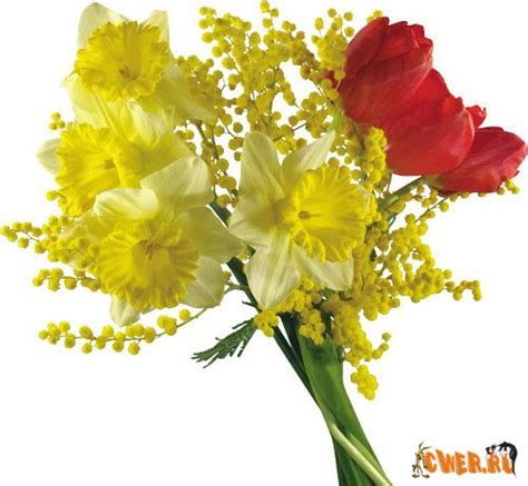 Мимозы на 8 марта - Клипарты, PNG, растровая графика