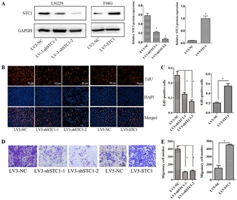 Cellular Proliferation And Invasion Determined Via EdU And Transwell