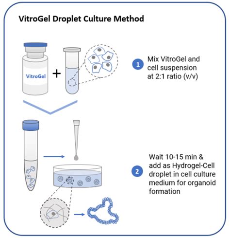 3d Organoid Cell Culture Xeno Free Hydrogel Thewell Bioscience